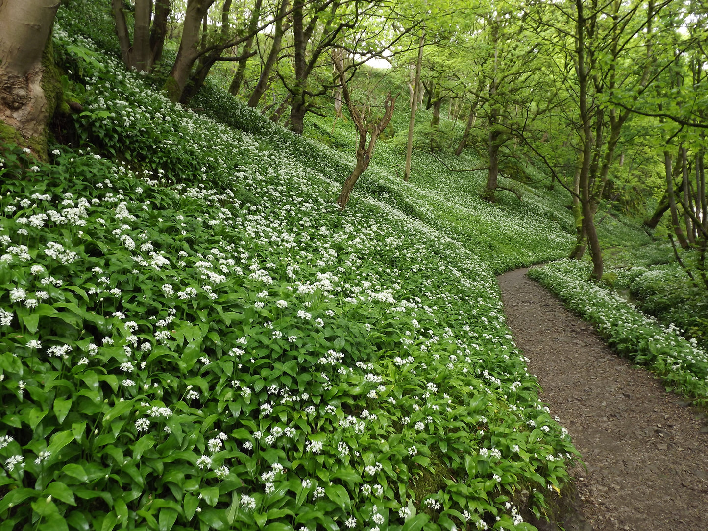 Images Of Woodlands, Fields and Floral Displays Photo Prints