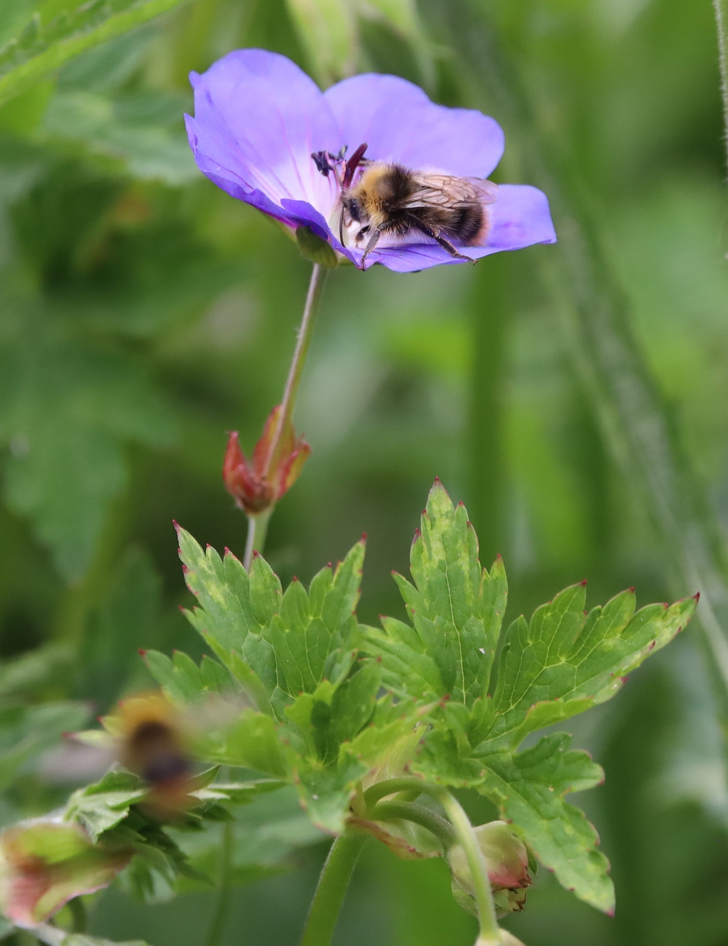Wildlife Images Around The UK Photo Prints