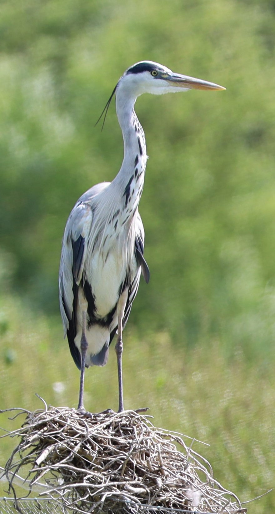 Wildlife Images Around The UK Photo Prints