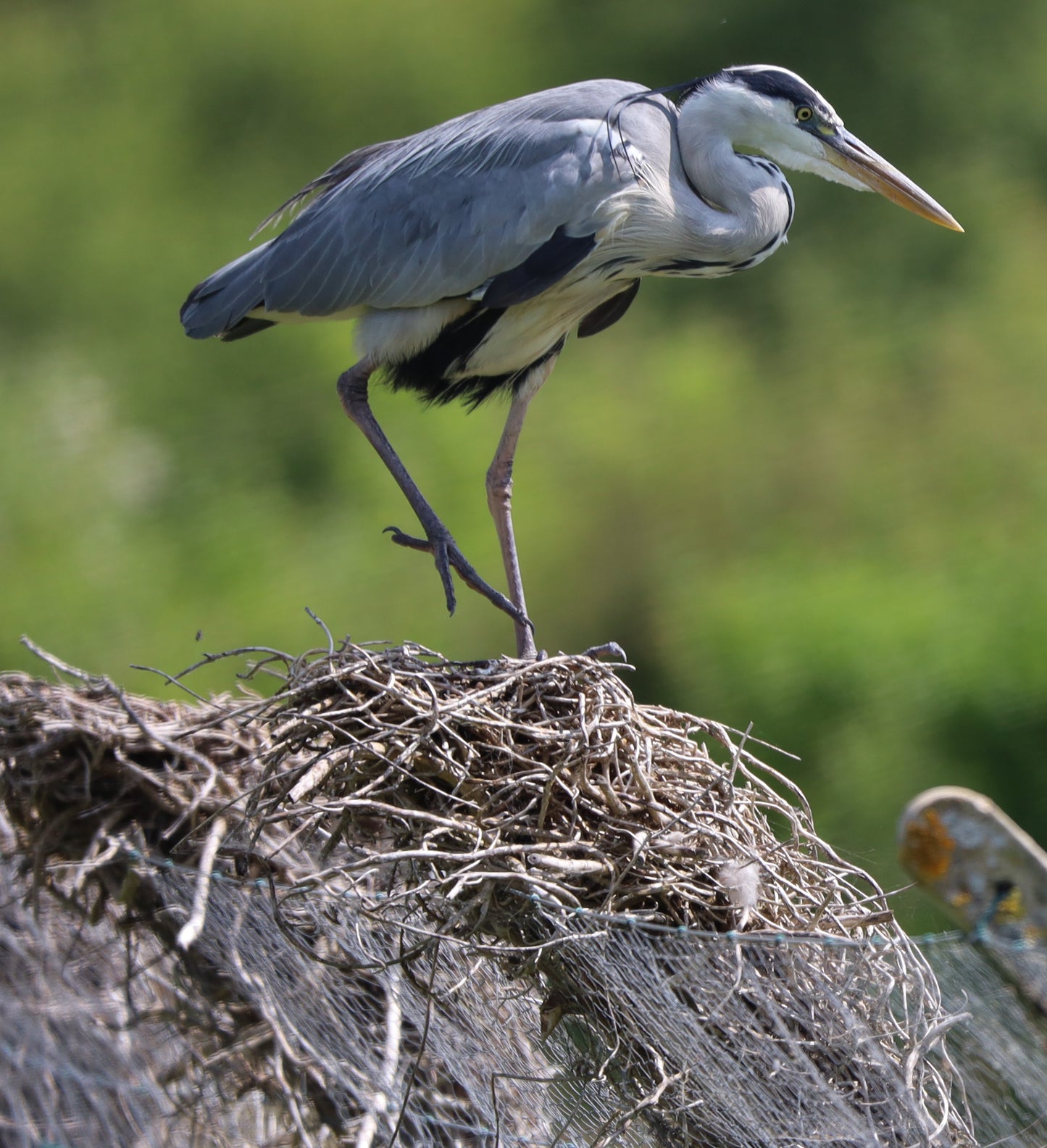 Wildlife Images Around The UK Photo Prints