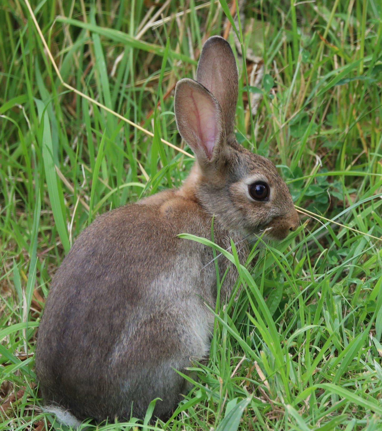 Wildlife Images Around The UK Photo Prints
