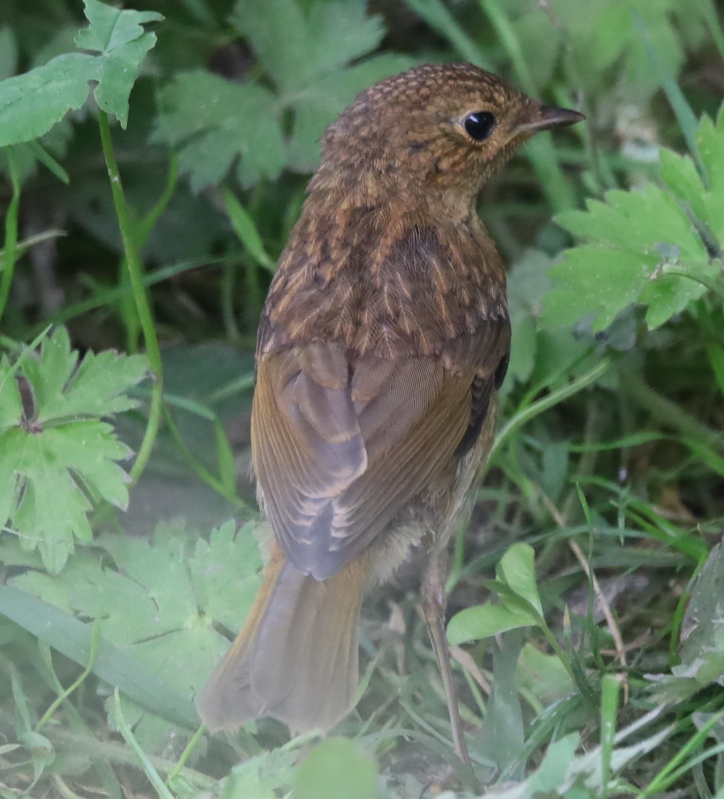 Wildlife Images Around The UK Photo Prints