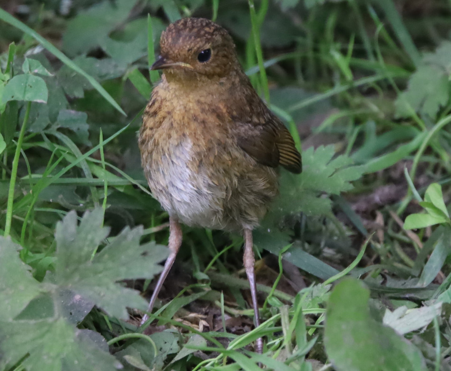 Wildlife Images Around The UK Photo Prints