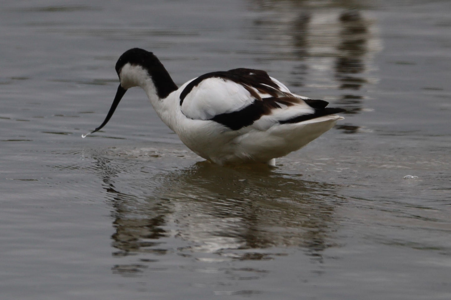 Wildlife Images Around The UK Photo Prints
