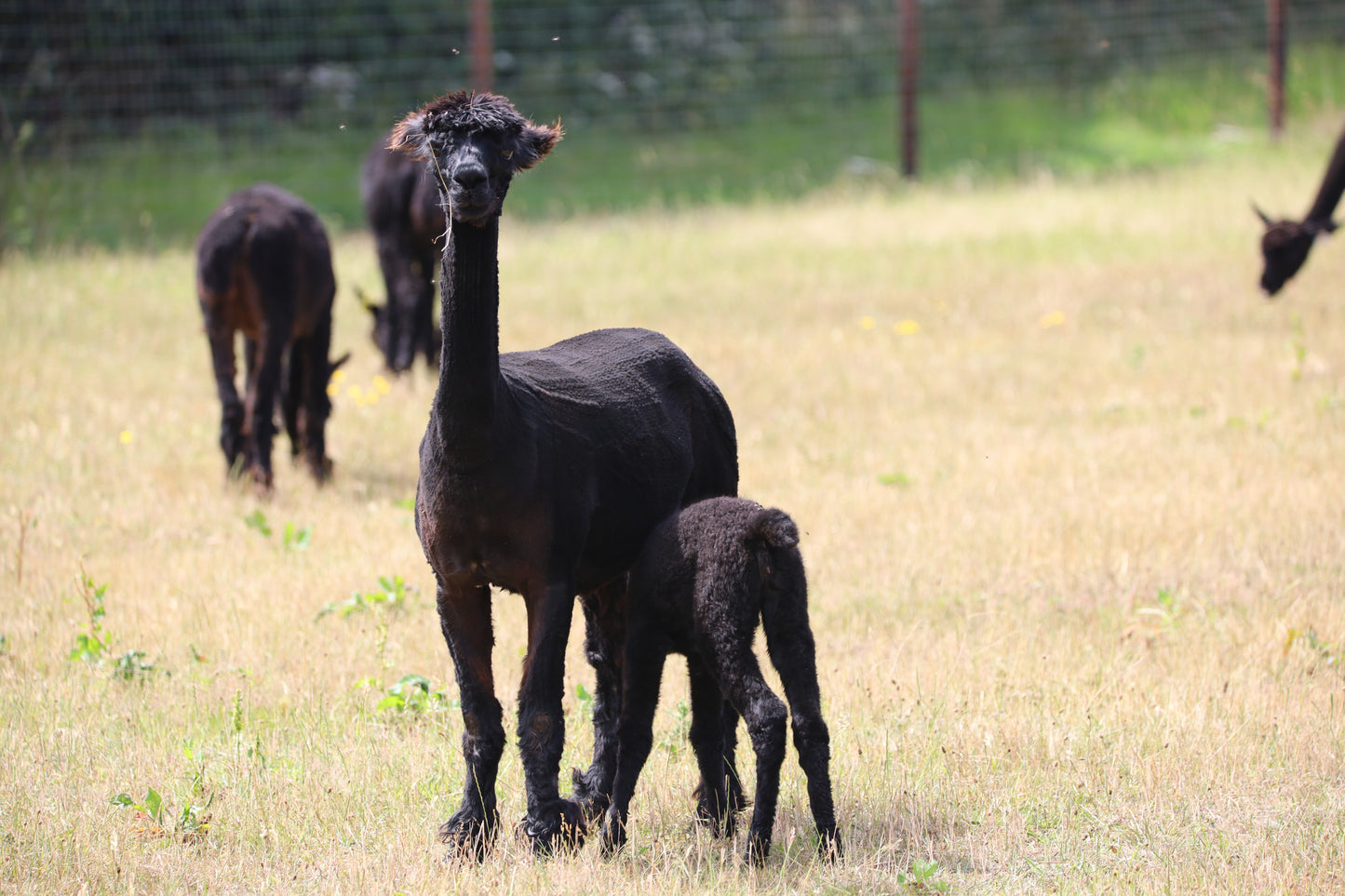 Images Captured At The Wolfridge Alpaca Farm Photo Prints