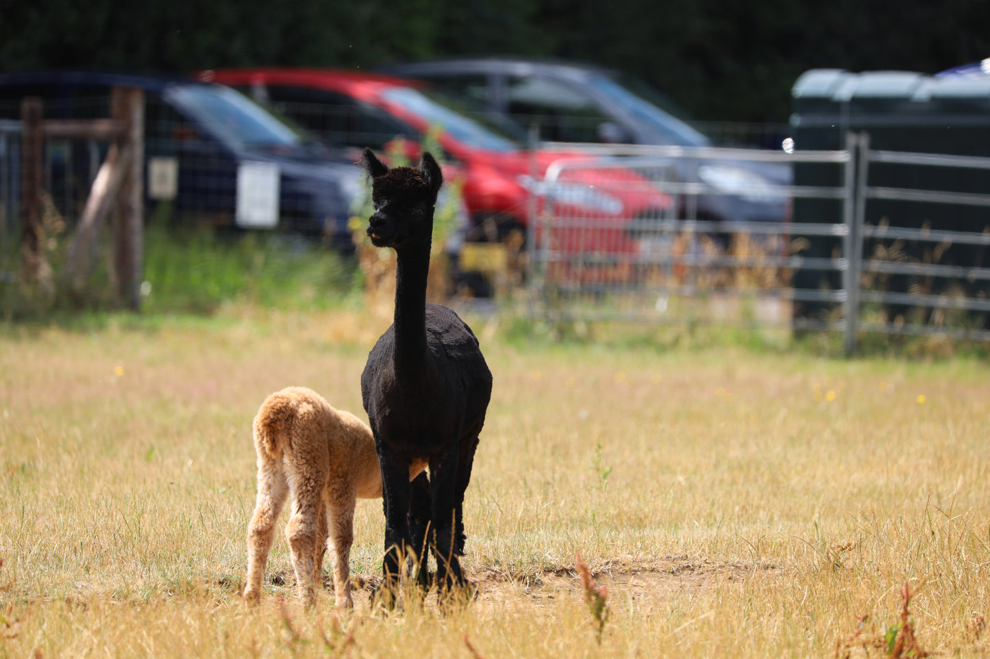 Images Captured At The Wolfridge Alpaca Farm Photo Prints