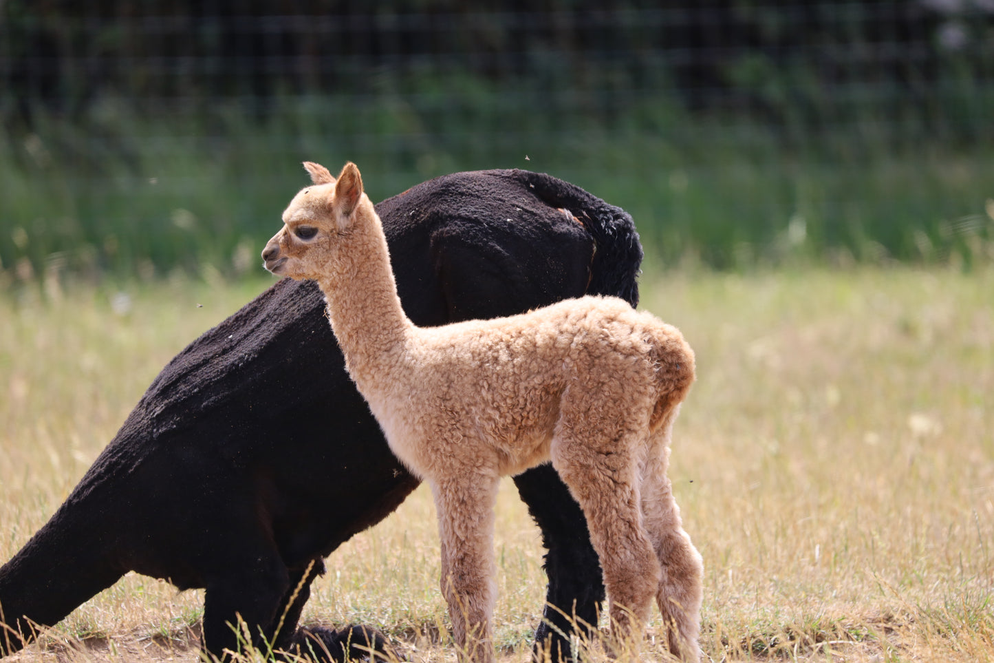 Images Captured At The Wolfridge Alpaca Farm Photo Prints