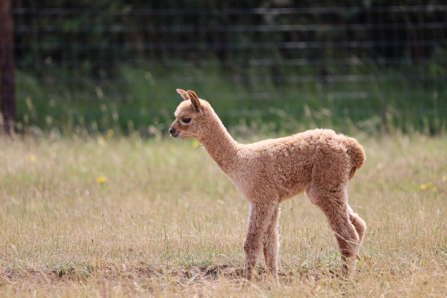 Images Captured At The Wolfridge Alpaca Farm Photo Prints