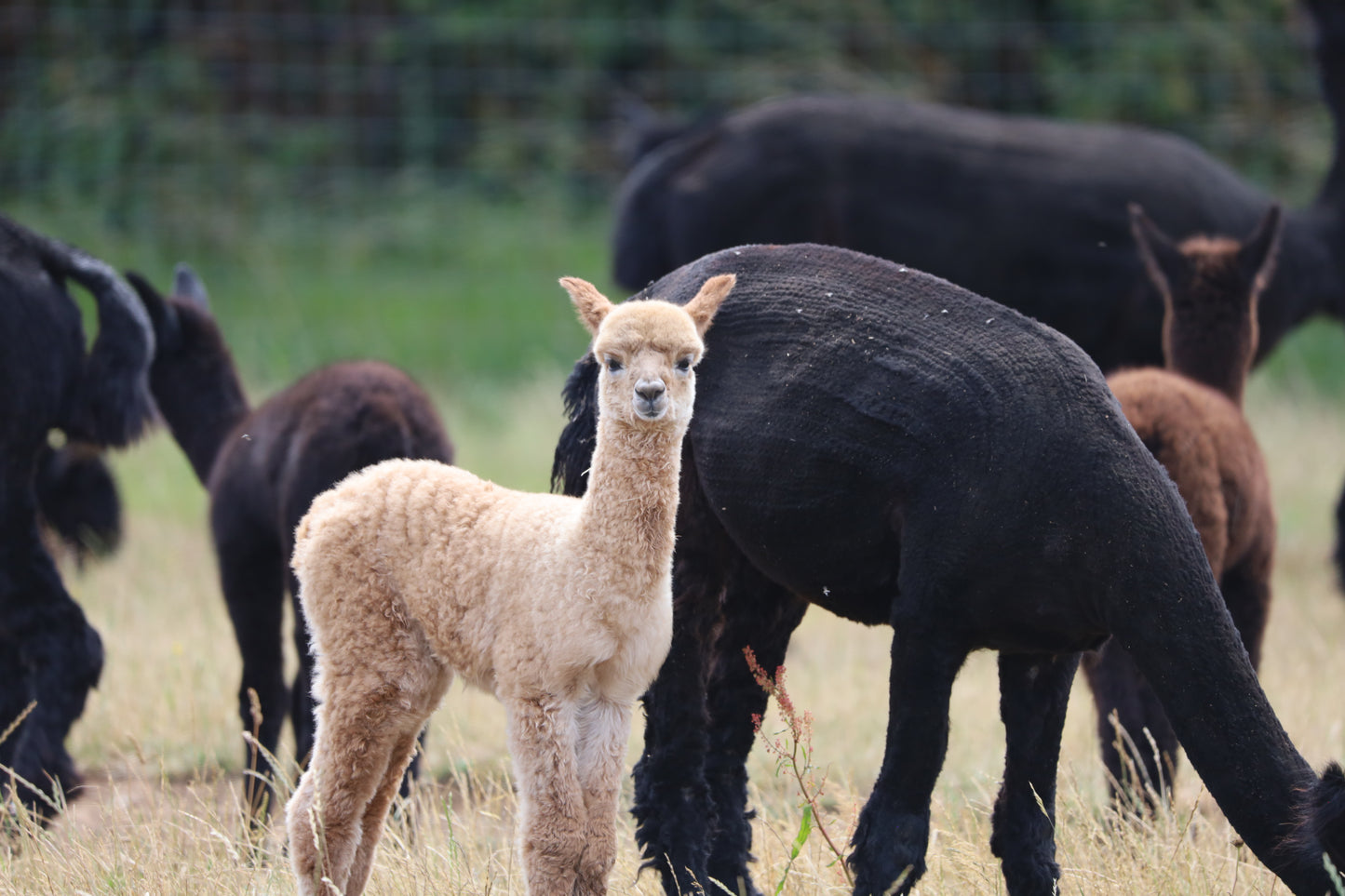 Images Captured At The Wolfridge Alpaca Farm Photo Prints