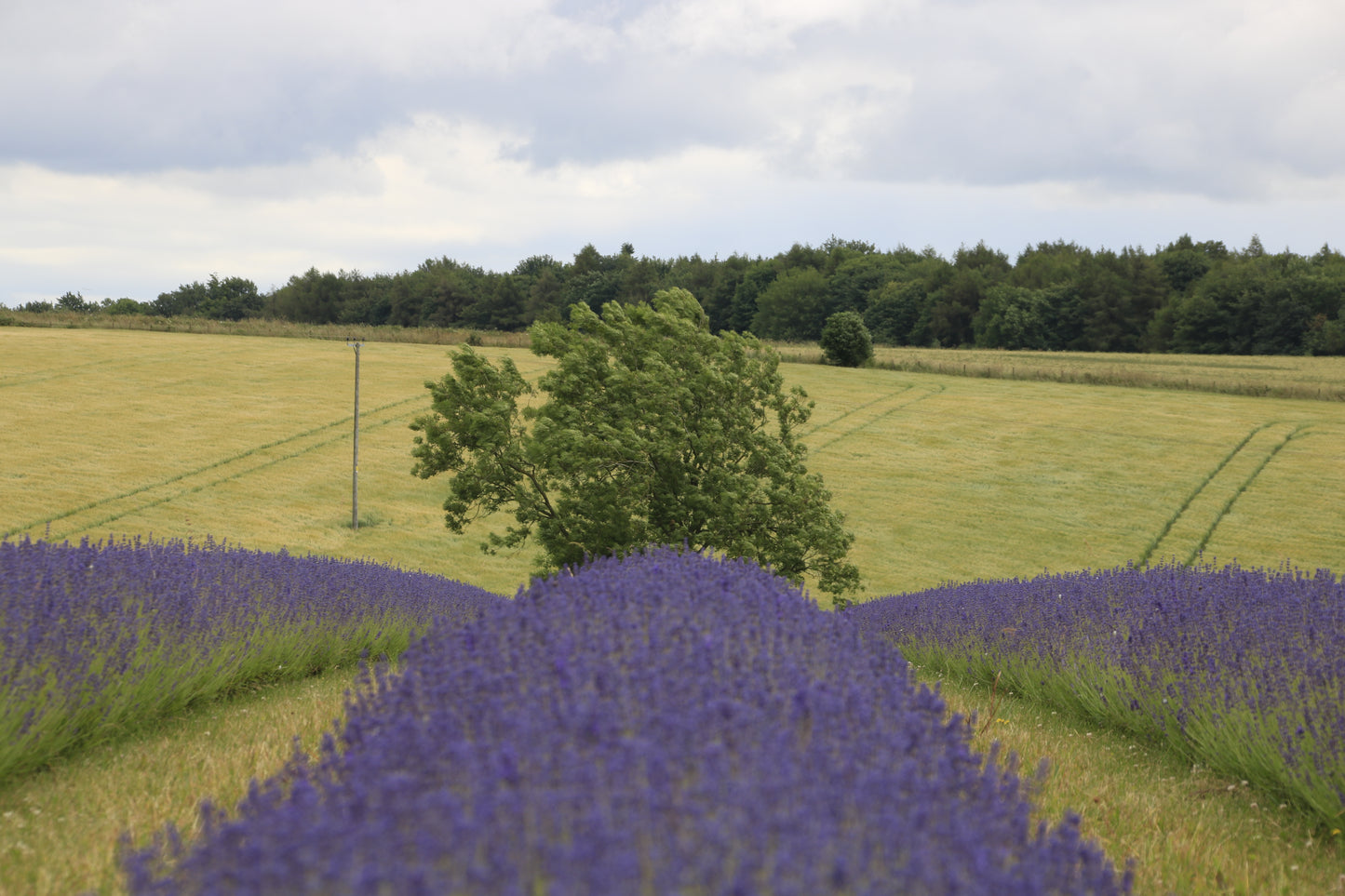 Images Of Woodlands, Fields and Floral Displays Photo Prints
