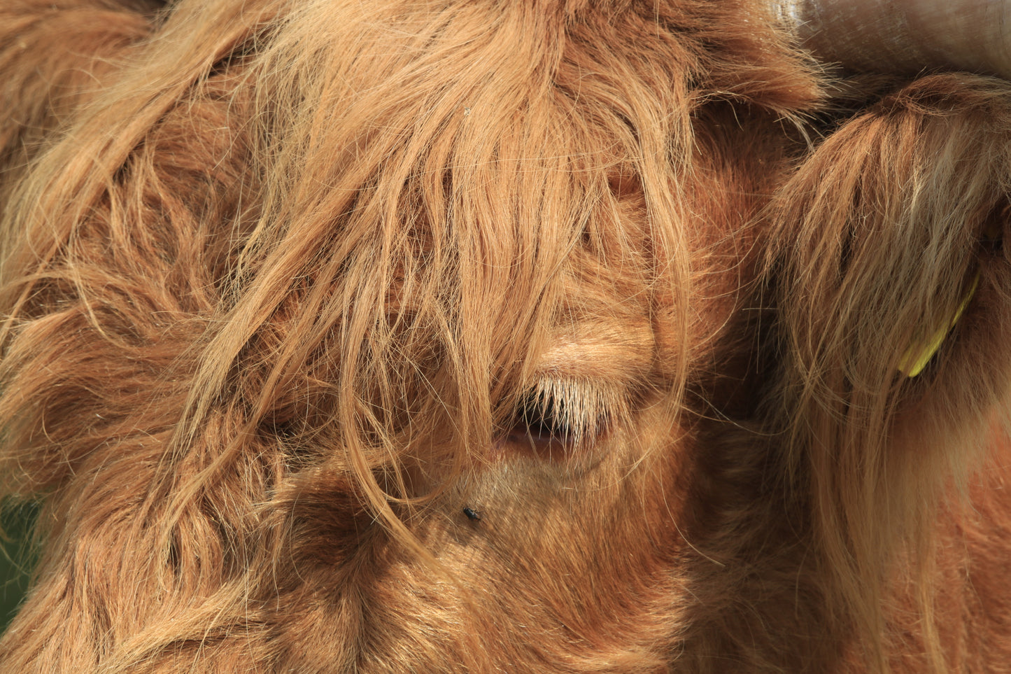 Wildlife Images Around The UK Photo Prints