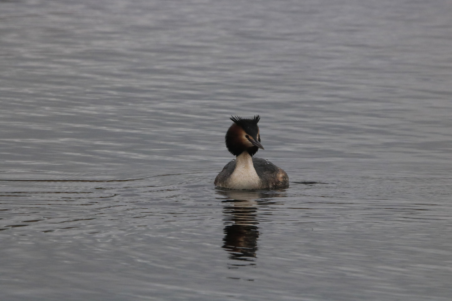 Wildlife Images Around The UK Photo Prints