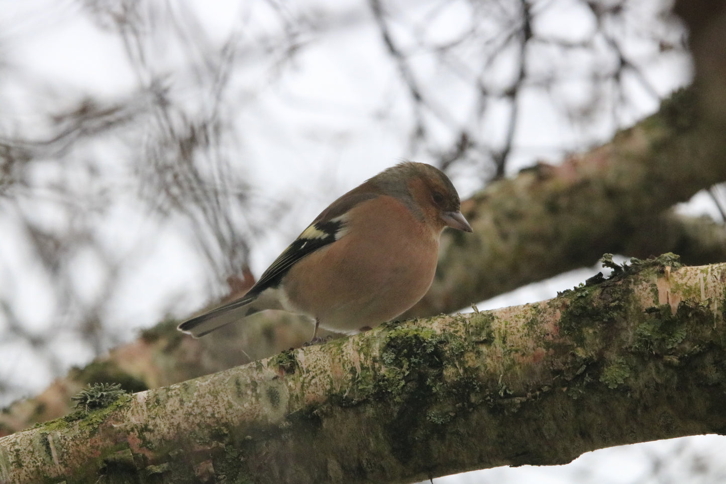 Wildlife Images Around The UK Photo Prints