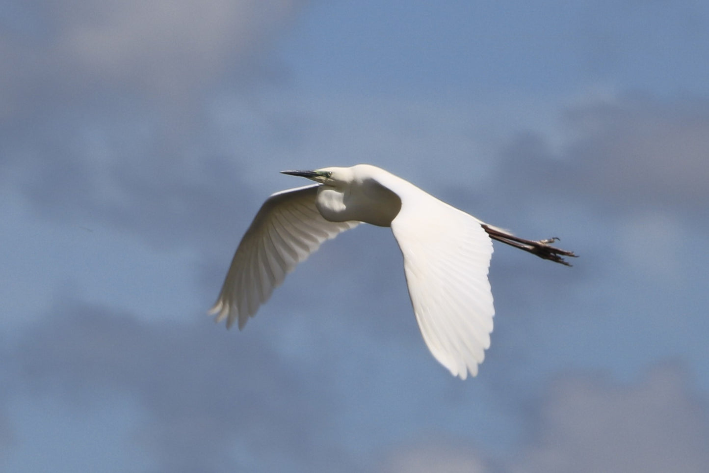 Wildlife Images Around The UK Photo Prints
