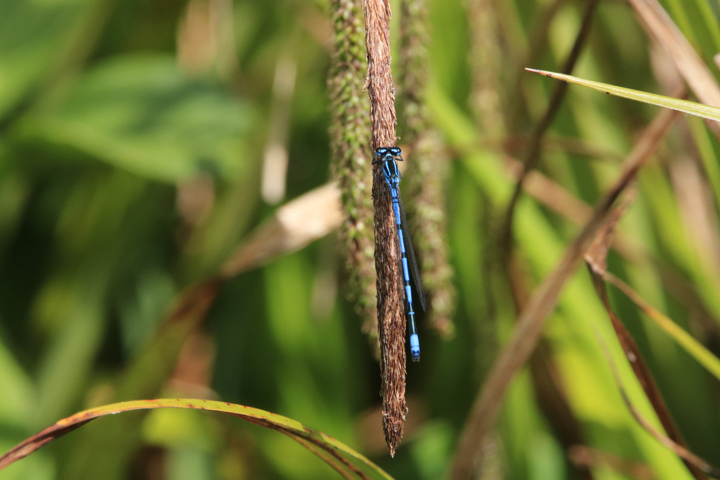 Wildlife Images Around The UK Photo Prints