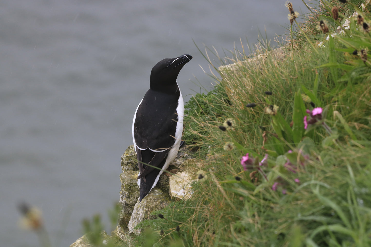 Wildlife Images Around The UK Photo Prints