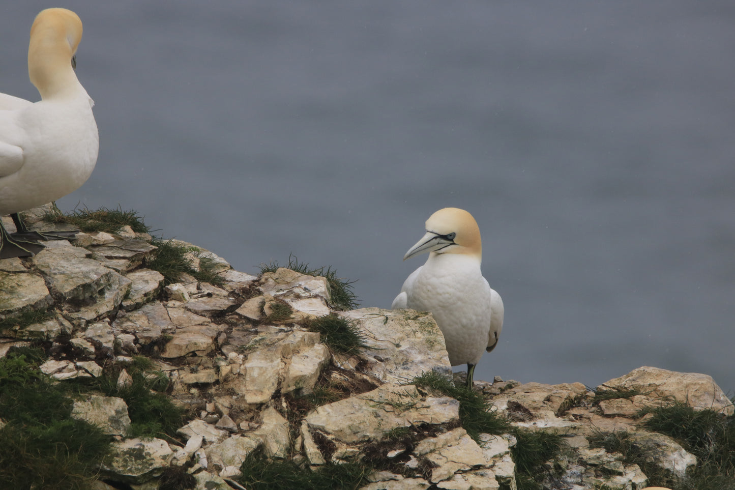Wildlife Images Around The UK Photo Prints