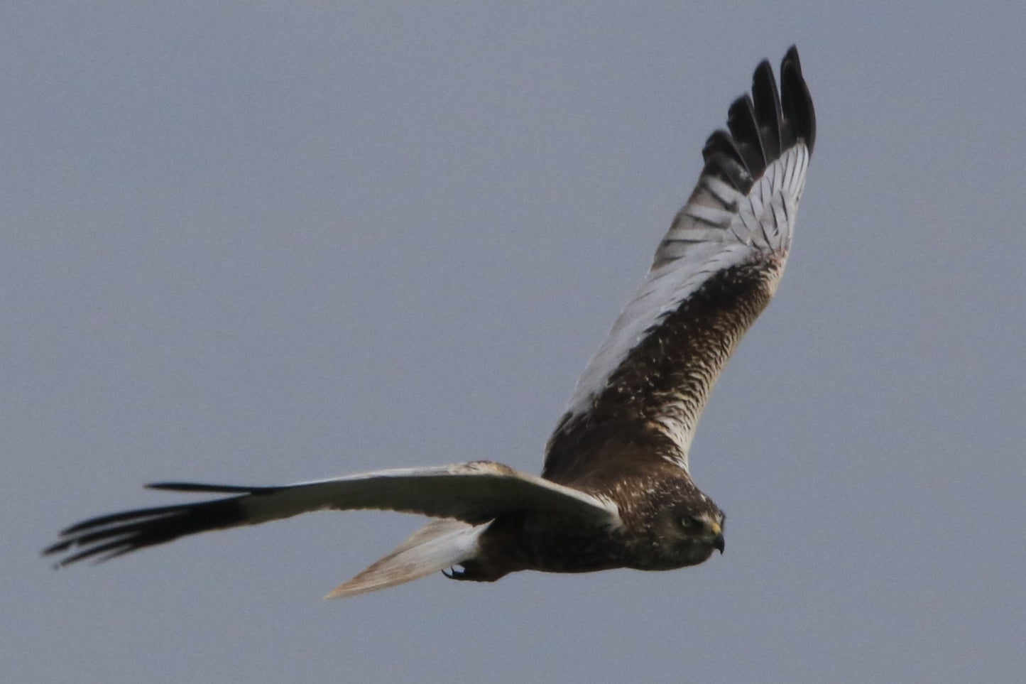 Wildlife Images Around The UK Photo Prints