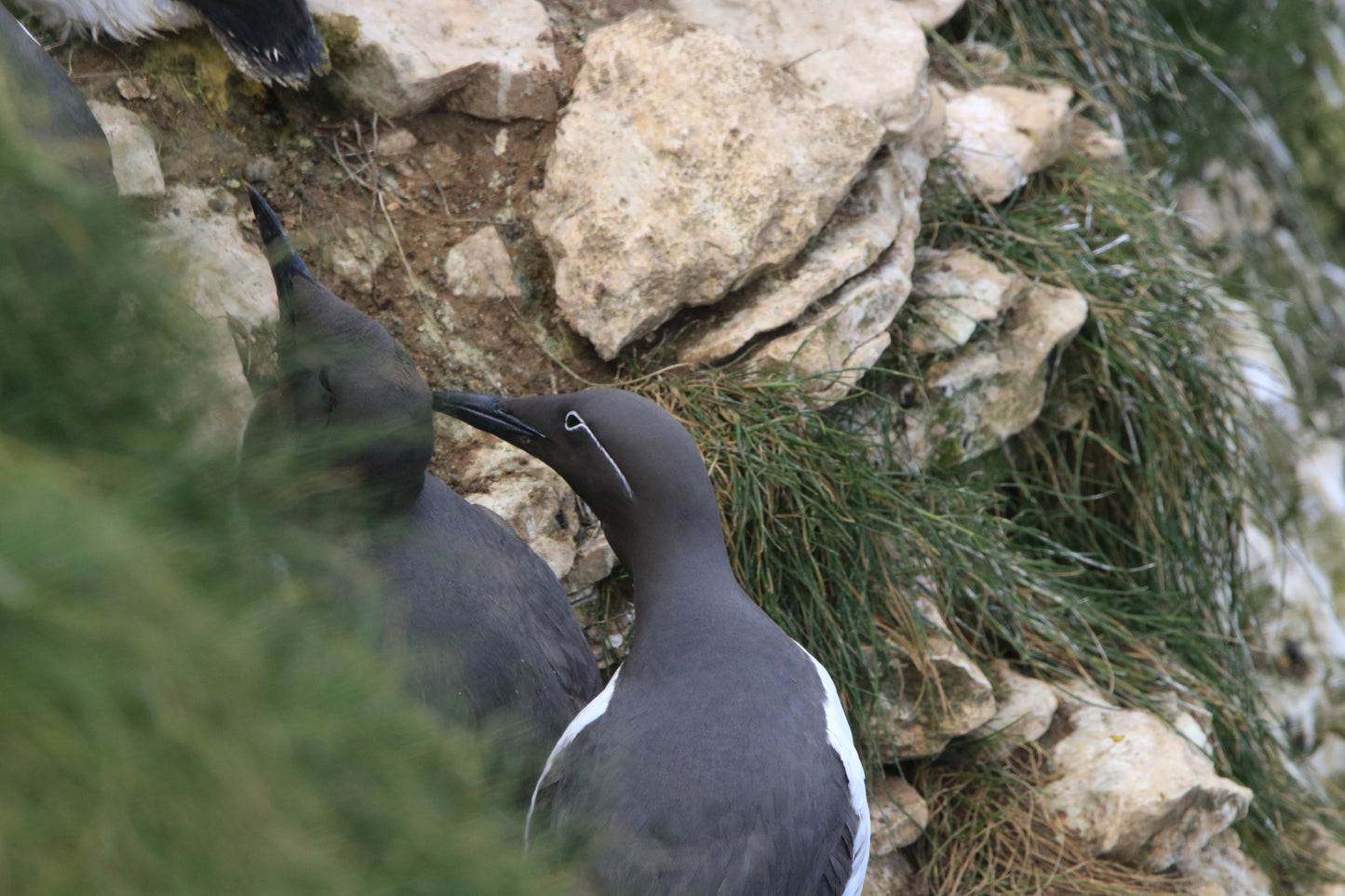 Wildlife Images Around The UK Photo Prints