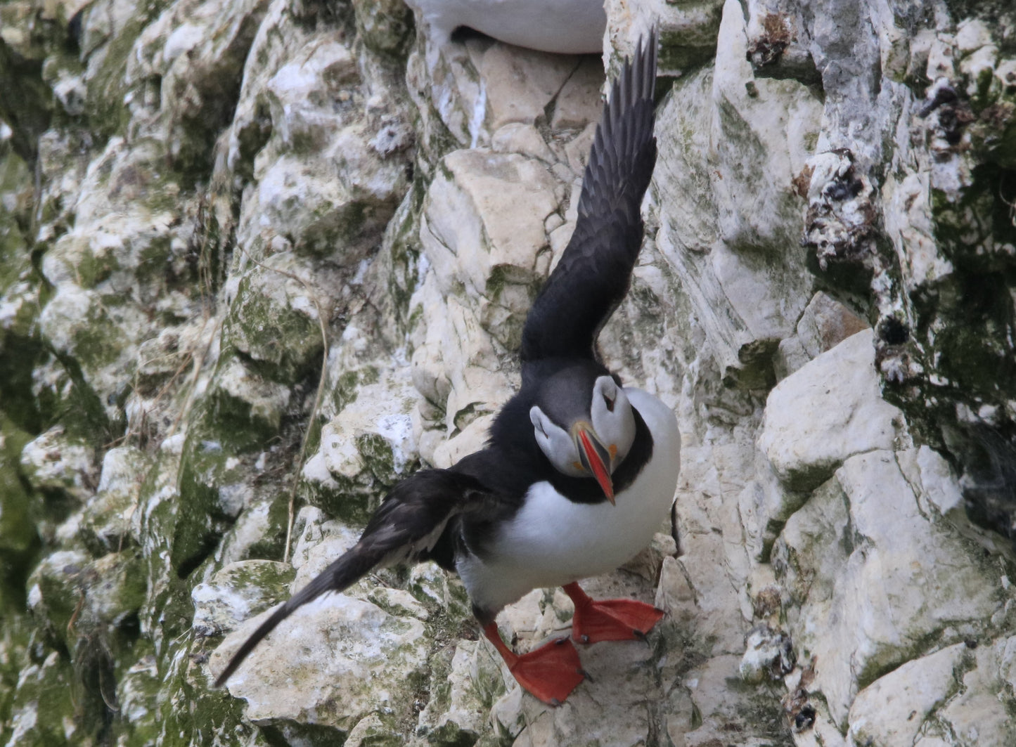 Wildlife Images Around The UK Photo Prints
