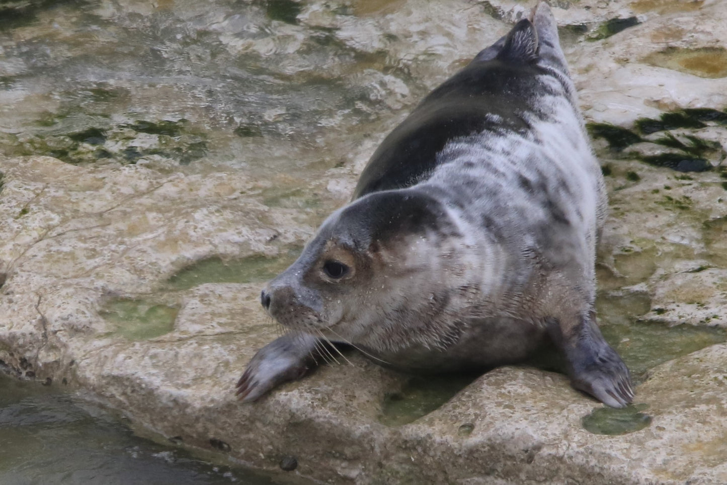 Wildlife Images Around The UK Photo Prints