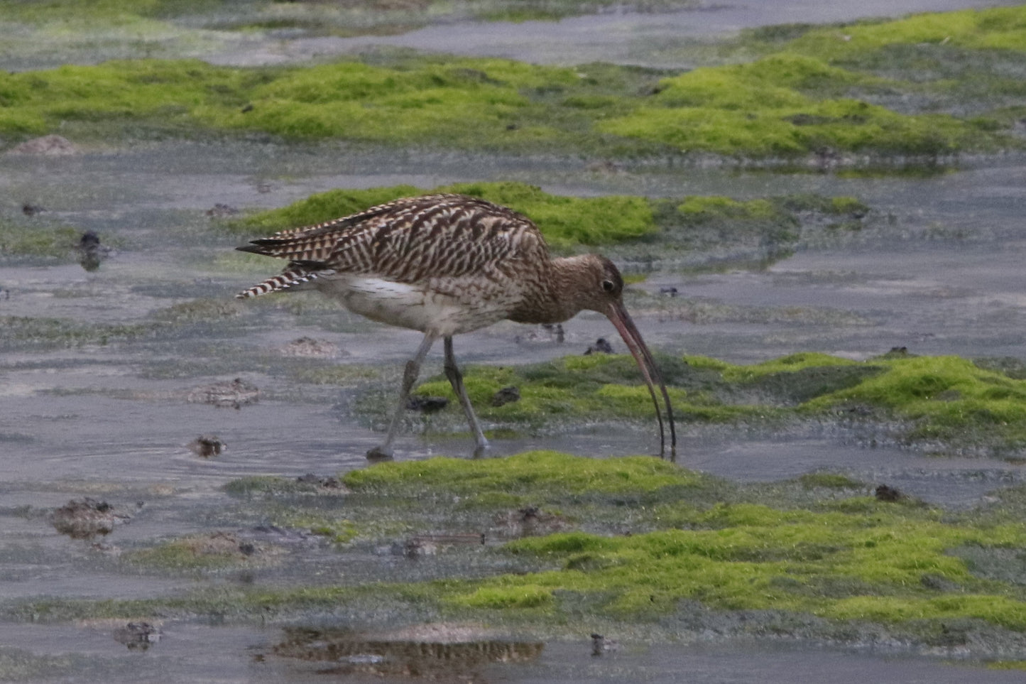 Wildlife Images Around The UK Photo Prints