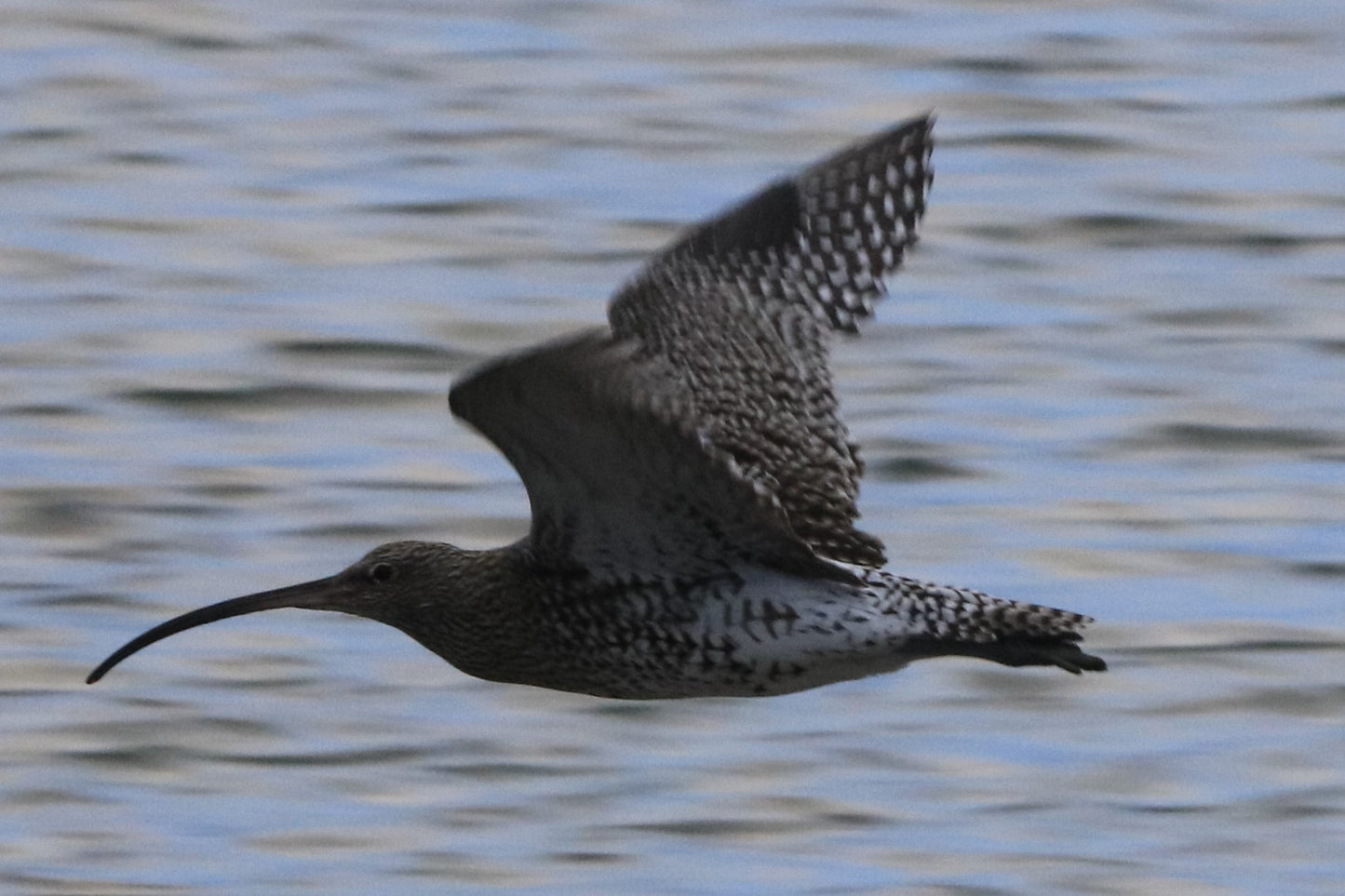 Wildlife Images Around The UK Photo Prints