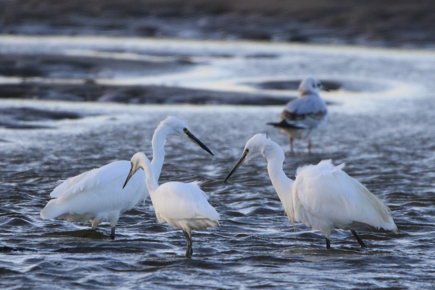 Wildlife Images Around The UK Photo Prints