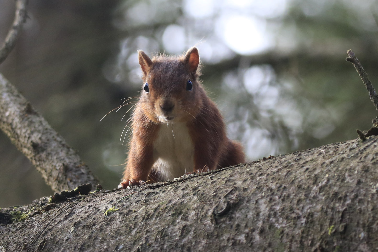 Wildlife Images Around The UK Photo Prints
