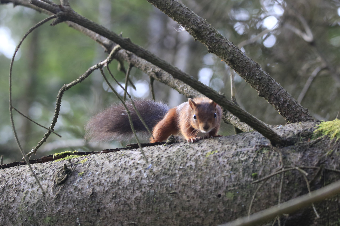 Wildlife Images Around The UK Photo Prints