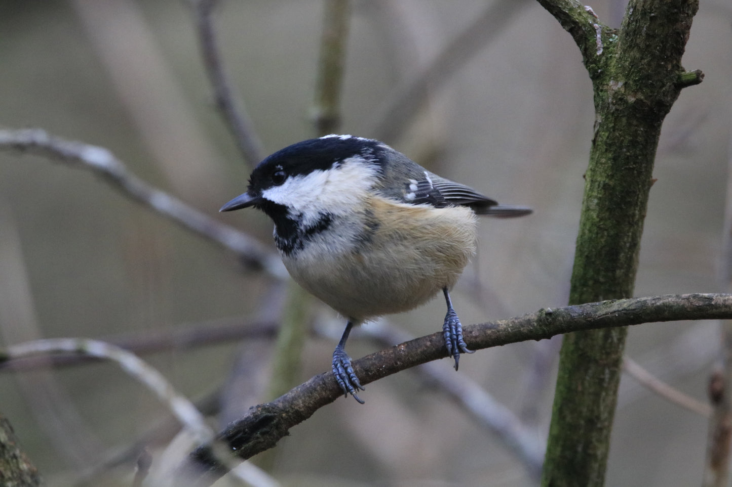 Wildlife Images Around The UK Photo Prints