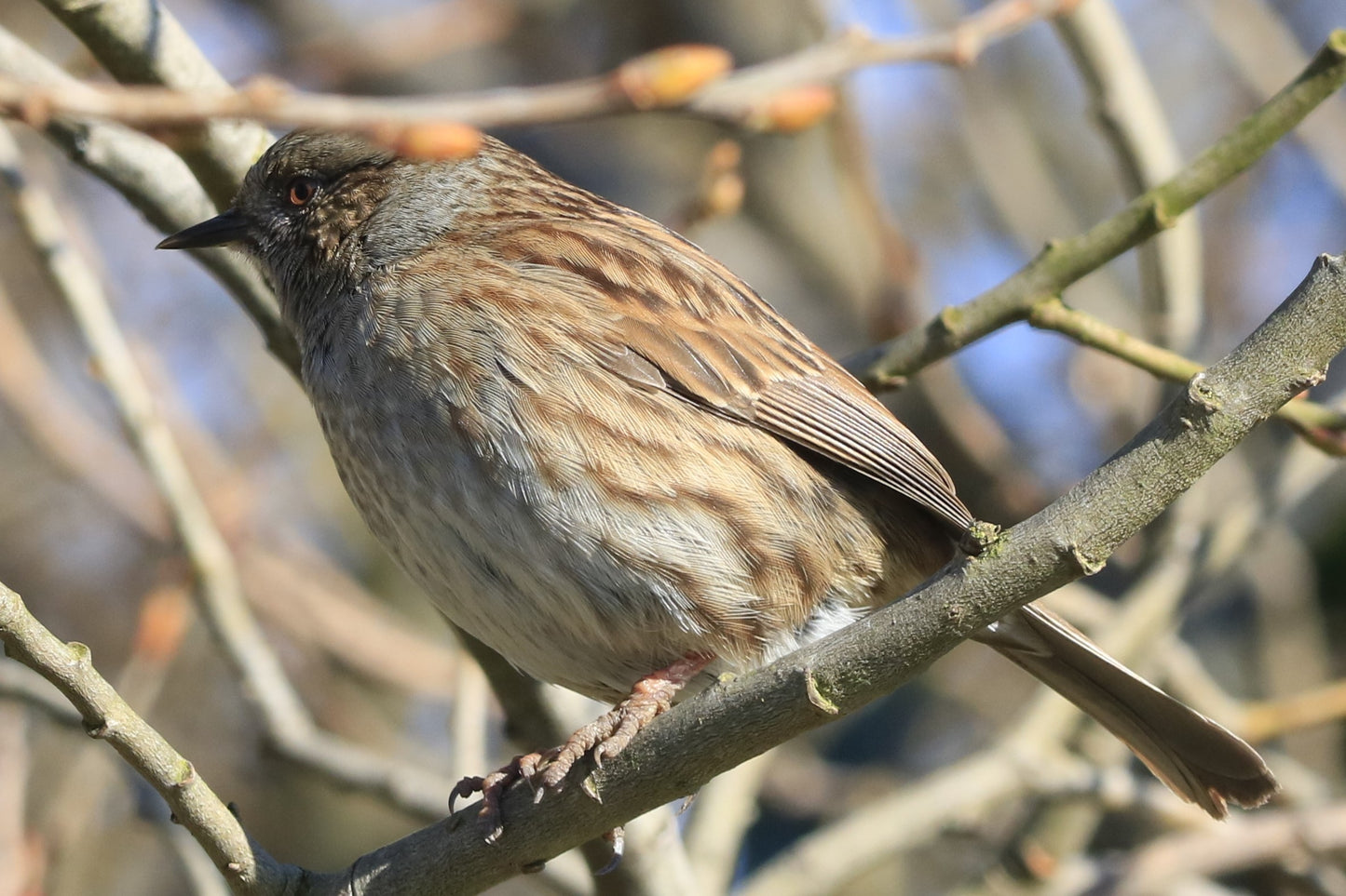 Wildlife Images Around The UK Photo Prints