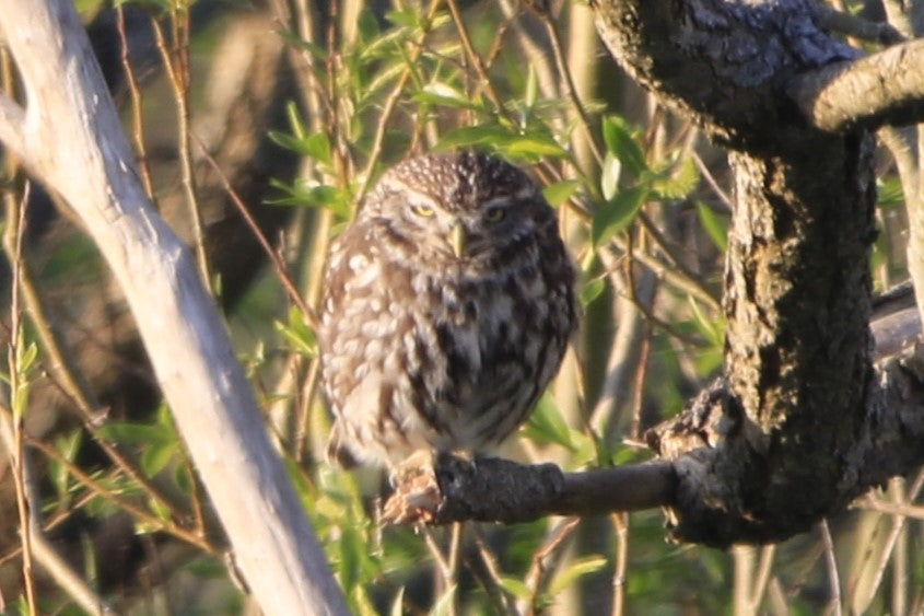 Wildlife Images Around The UK Photo Prints