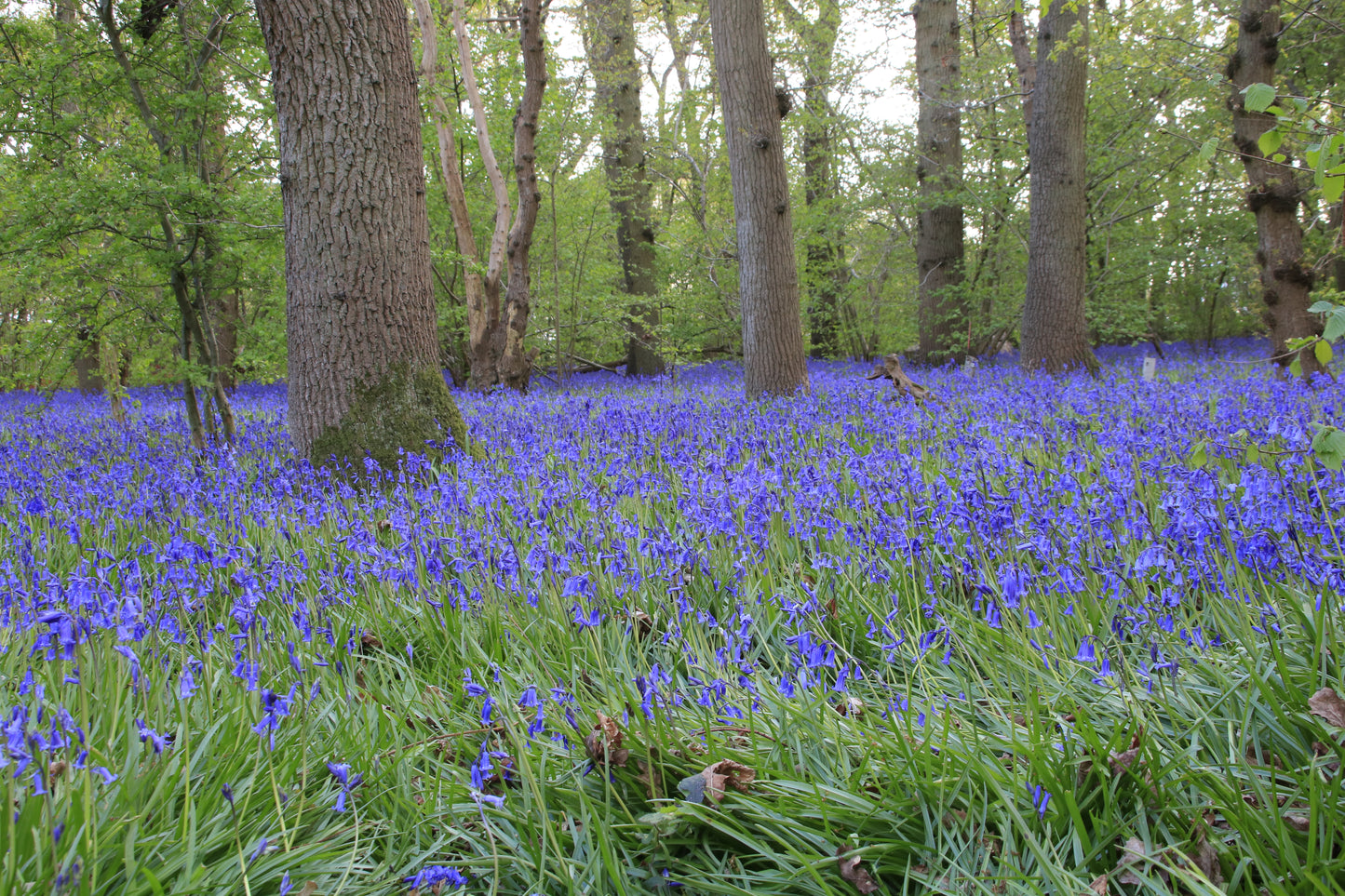 Images Of Woodlands, Fields and Floral Displays Photo Prints
