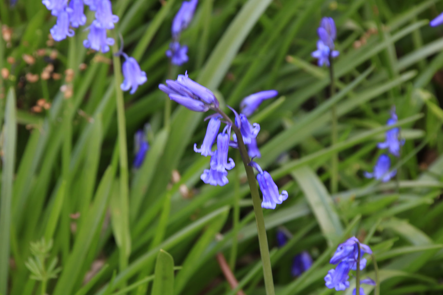 Images Of Woodlands, Fields and Floral Displays Photo Prints
