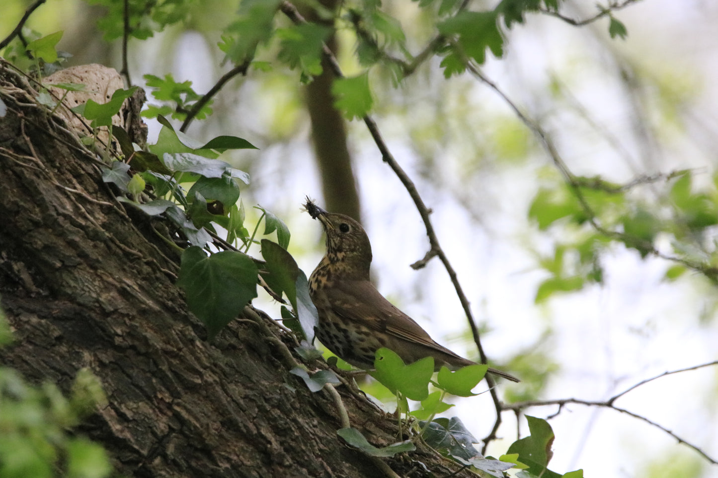 Wildlife Images Around The UK Photo Prints