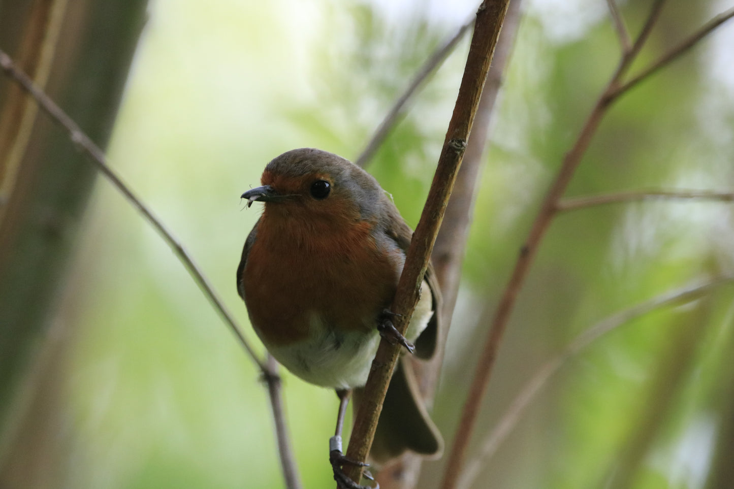 Wildlife Images Around The UK Photo Prints