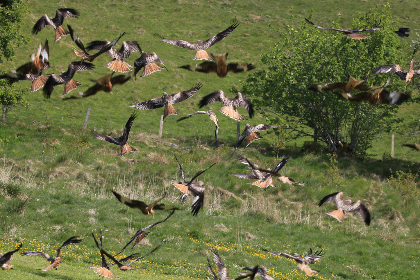 Images Captured Of Red Kite At Gigrin Farm Photo Prints
