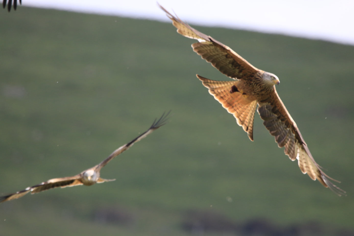 Images Captured Of Red Kite At Gigrin Farm Photo Prints