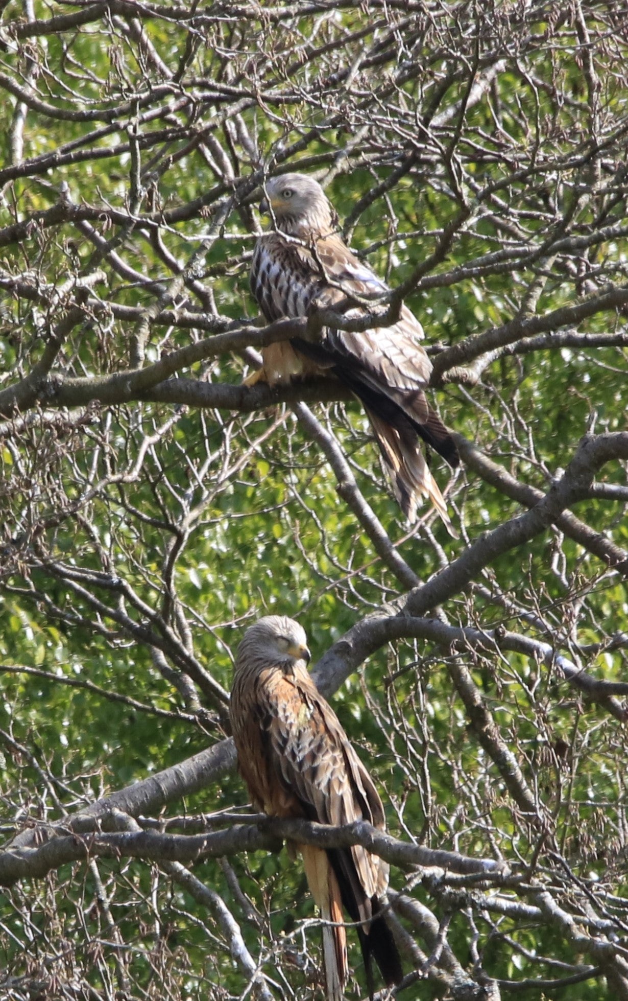 Images Captured Of Red Kite At Gigrin Farm Photo Prints