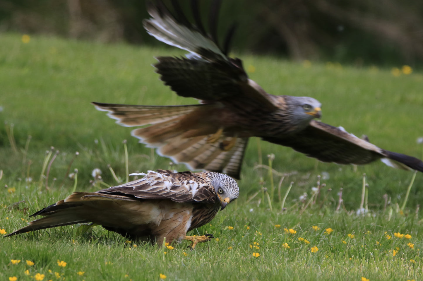 Images Captured Of Red Kite At Gigrin Farm Photo Prints