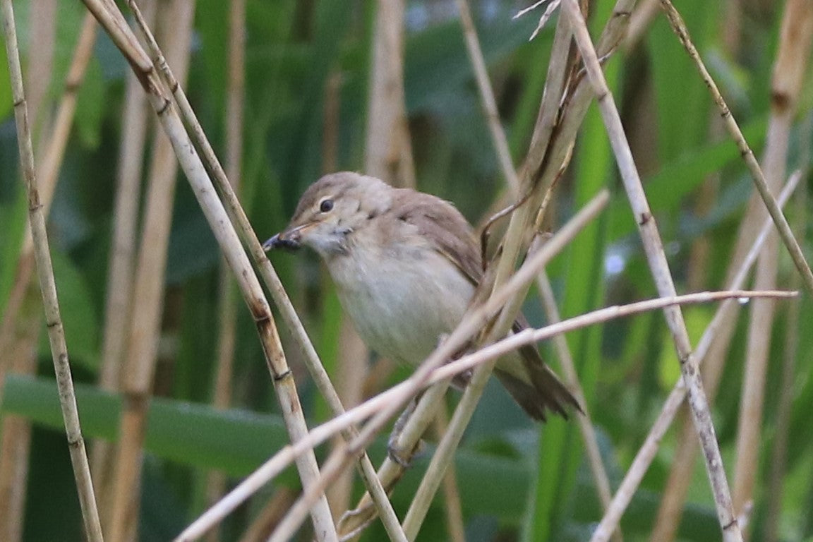 Wildlife Images Around The UK Photo Prints