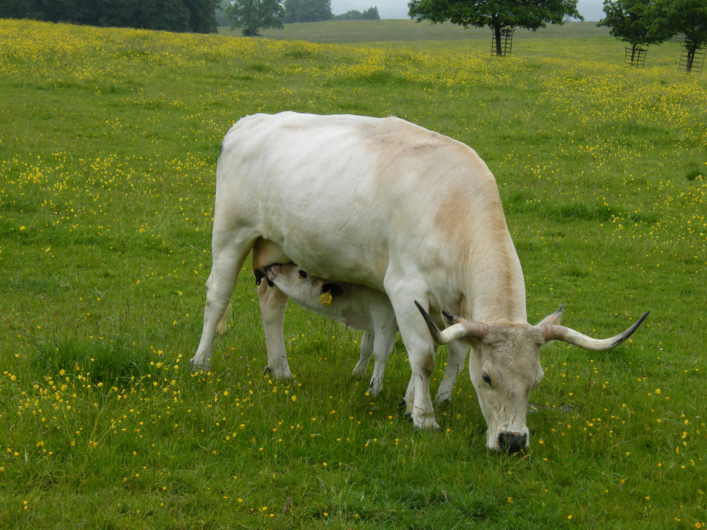 Wildlife Images Around The UK Photo Prints