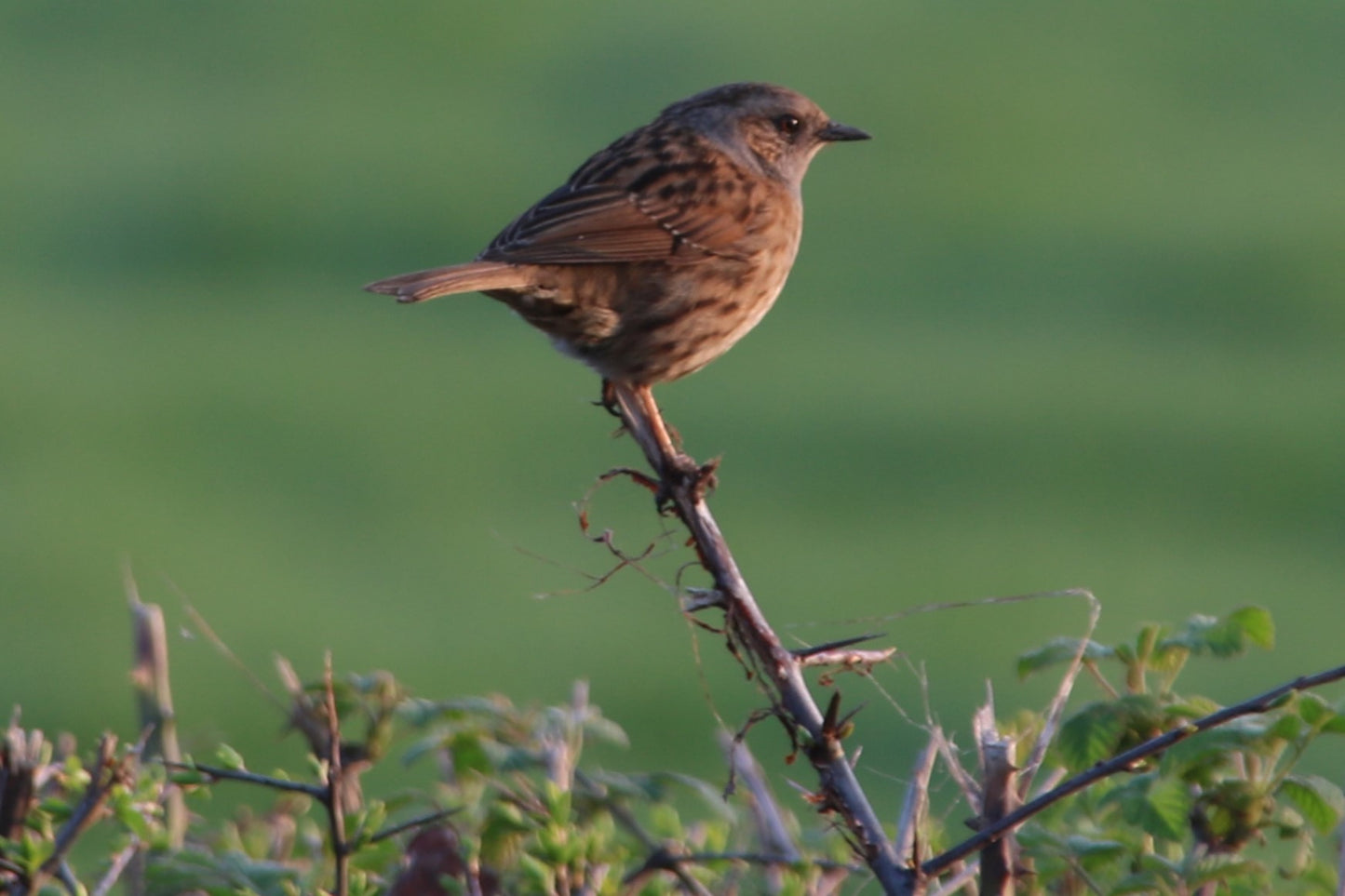 Wildlife Images Around The UK Photo Prints