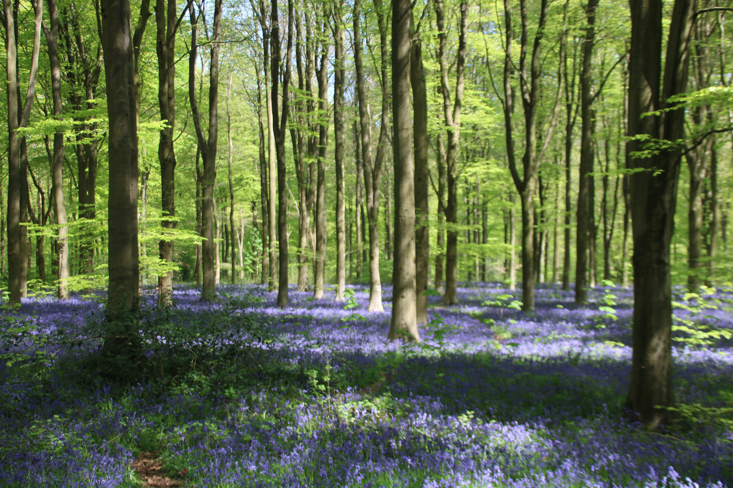 Images Of Woodlands, Fields and Floral Displays Photo Prints