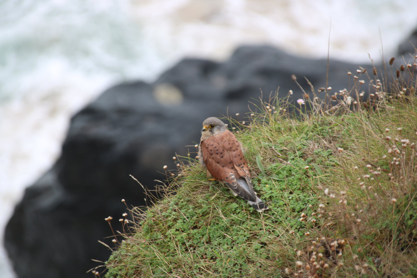 Wildlife Images Around The UK Photo Prints