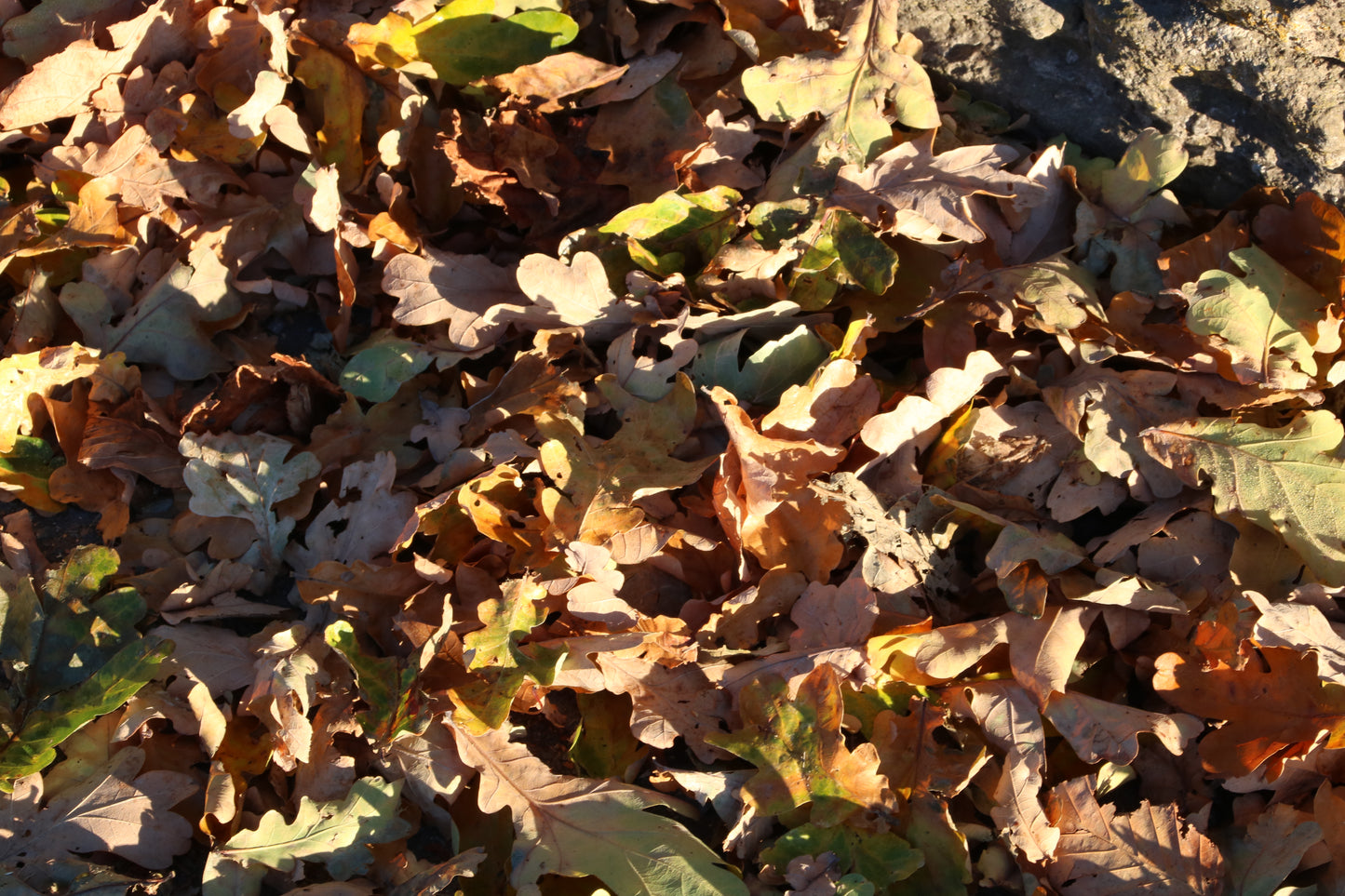 Flowers And Leaves Close Up Photo Prints