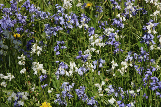Flowers And Leaves Close Up Photo Prints