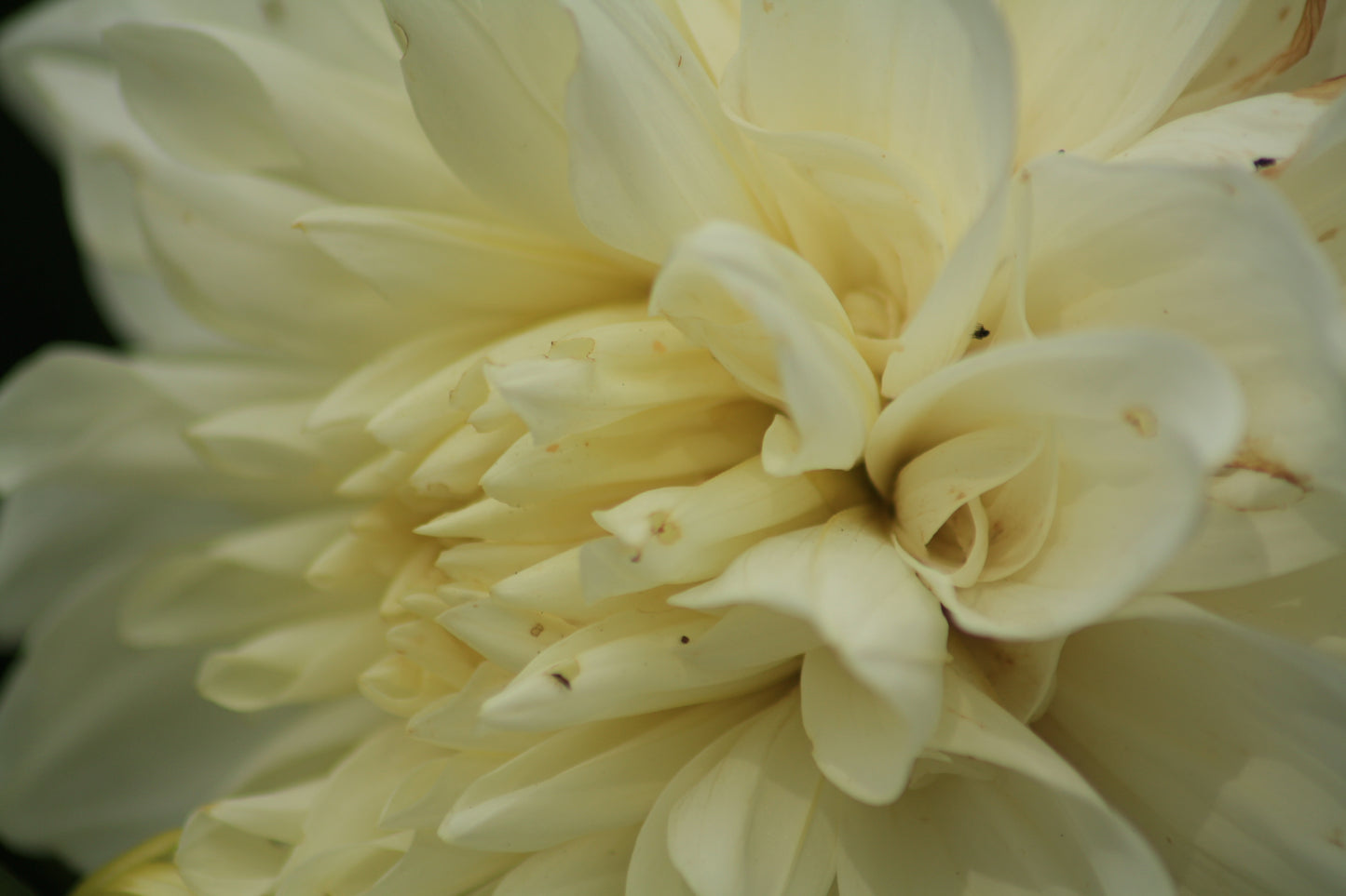 Flowers And Leaves Close Up Photo Prints