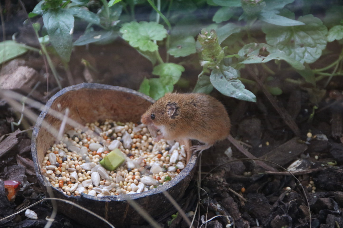 Wildlife Images Around The UK Photo Prints